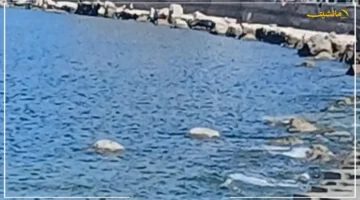 تفسير علمي.. ما حقيقة انحسار مياه البحر في الإسكندرية وعلاقته بالزلزال؟ 1